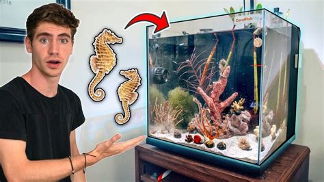 How To Keep Seahorses In Aquarium Aquarium Views