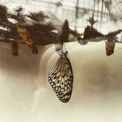 Papillons en liberté Shandara net