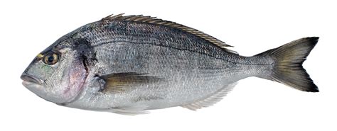 Τσιπούρα Philosofish