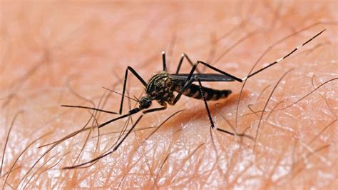 First Cases Of West Nile Virus In 1999 Pdx Retro