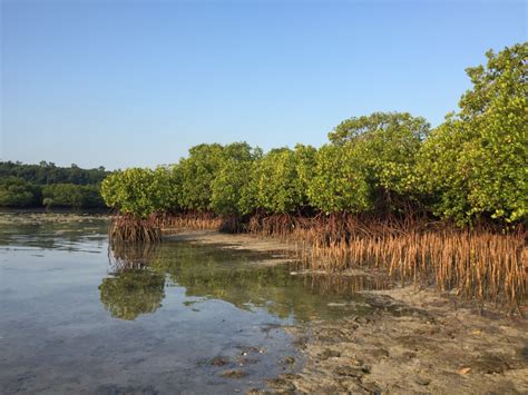 News Update Philippine Mangroves Biodiversity Conservation And Management