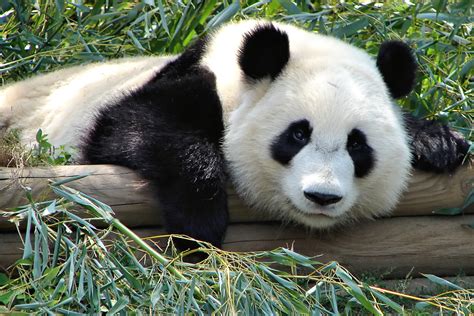 Attēlsatlanta Zoo Panda — Vikipēdija