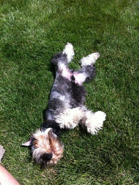 Ari Was In Need Of A Nap In The Grass After A Long Day Of Playing At Camp Bow Wow Cherry Hill