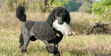 We are a family who has a passion for golden's! 5 Signs That You Need a Puppy - Gold Star Family Poodles