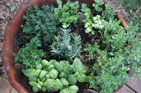 How To Grow A Medicinal Herb Garden How To Make A Cold And Flu