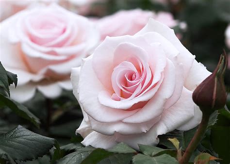 Blush Pink Roses Photograph By Rona Black Pixels