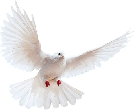 Pigeon Png Transparent Image Download Size 929x760px