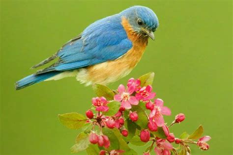 Be A Better Birder How To Identify Bird Songs Bird Academy The
