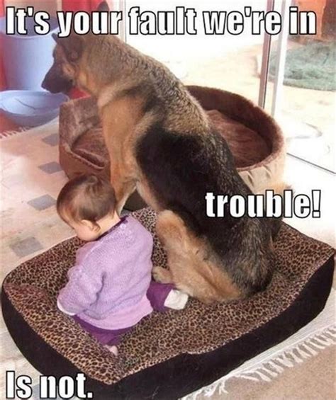 Dog Meme Collection ~ Funny Joke Pictures