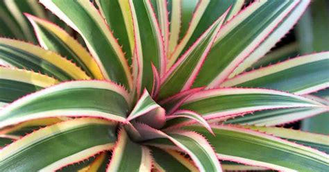 Pink Pineapple Plant Learn Growing And Ananas Comosus Care Pineapple