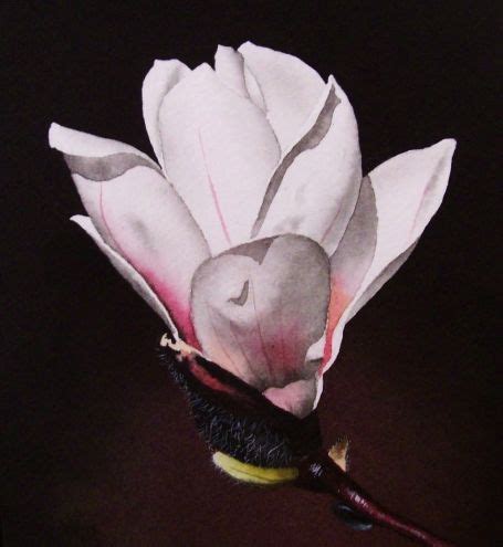 White Magnolia With Pink Accents Painting By Artist Jacqueline Gnott