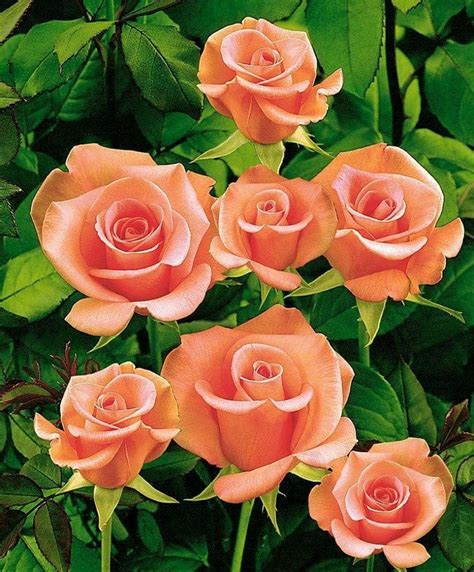 Flowers Nature Pretty Flowers Nature Tree Orange Roses Red Roses