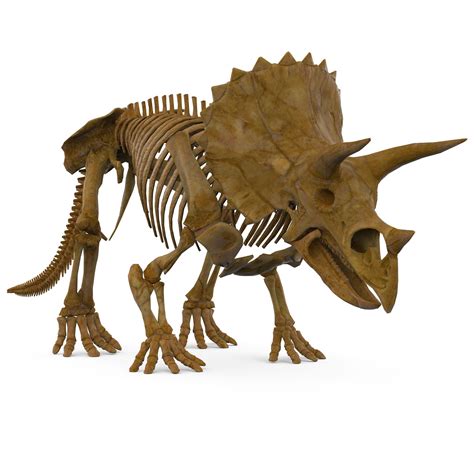 Triceratops Skeleton 3d Model Skeleton 3d Model Skeleton Model