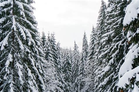 Winter Wonderland Landscape With Snowy Fir Tree Tops Stock Photo