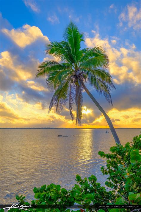 Coconut Palm Tree Over Indian River Jensen Beach Florida Sunrise Hdr