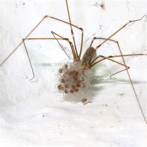 Bugblog Pholcidae Cellar Spiders