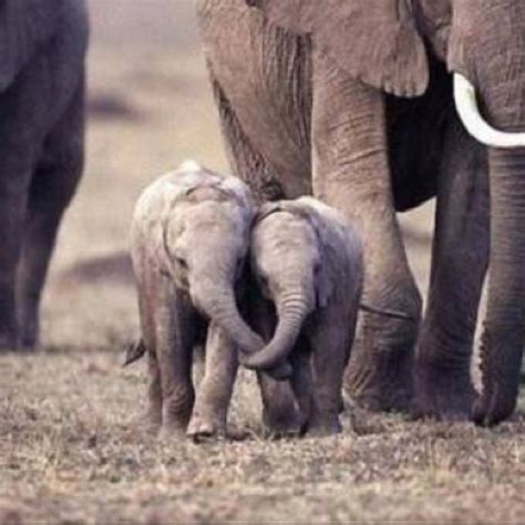 Baby Elephants Best Friends Animals Pinterest