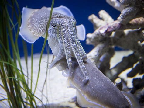 Absurd Creature Of The Week Cross Dressing Cuttlefish Puts On Worlds