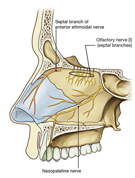 It consists of nasal skeleton, which houses the nasal cavity. Image result for nasal cavity innervation | Nasal cavity ...