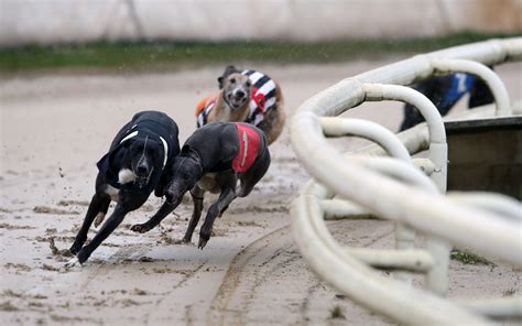 How Many Greyhound Tracks Are There In The Uk