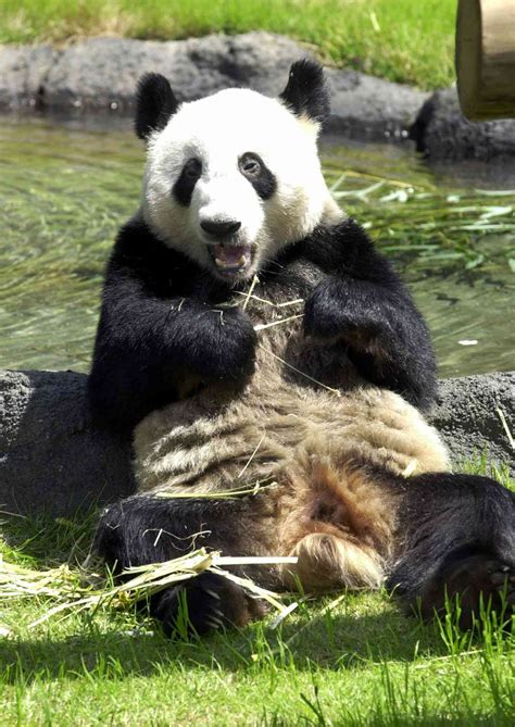 Celebrate National Panda Day With North American Zoos With Pandas