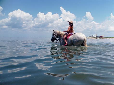 Ocean Horseback Riding Swimming St Petersburg Cypress Breeze Farm