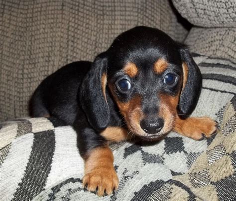 Find your new companion at nextdaypets.com. Daisy's Dachshunds | Dachshund Breeder | Lyles, Tennessee