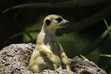 A Fat Meerkat Stock Photo Image Of Beige Meerkat Standing 27255558