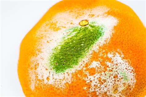 Moldy Orange Fruit Rotten Grapefruit Bad Conditions Of Preservation