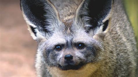 Bat Eared Fox San Diego Zoo Animals And Plants
