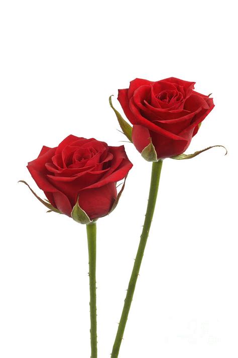 Two Long Stemmed Red Roses Photograph By Rosemary Calvert Pixels