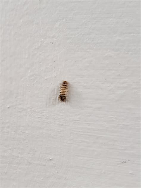 Whats This Little Bug In My House Whatsthisbug