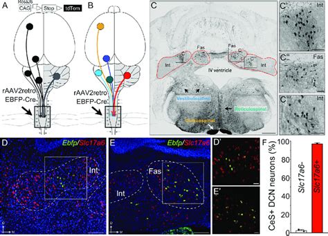 A Direct Excitatory Projection From The Dcn To The Spinal Cord A And