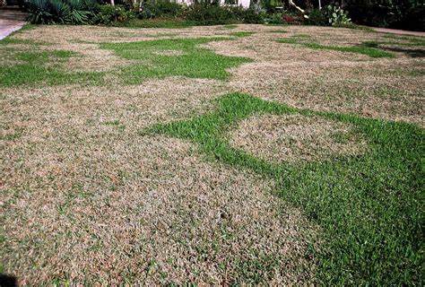 Brown Patch St Augustine Grass Take All Patch In St Augustine Lawns