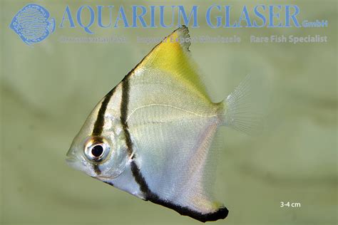 Monodactylus Kottelati Aquarium Glaser Gmbh