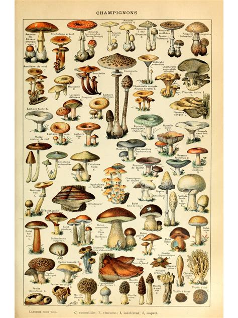 Pnw Mushroom Season Chart