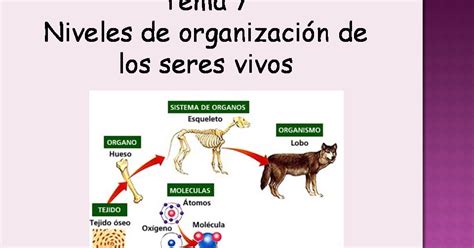 Biología Y Geología 1ºbto Tema 7 Niveles De Organización De Los Seres