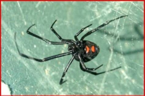 Northern Black Widow Spider Latrodectus Variolus Plant And Pest