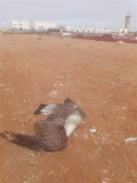 إحصائيات أخرى إلى أنّ طيور النورس في بحر الشمال تحتوي. بالصور.. نفوق طيور النورس بشكل غريب بميناء سيدي افني ...