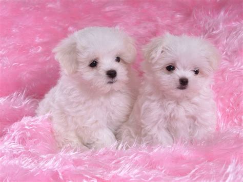 Lap Top Valley Pink Puppy Wallpaper