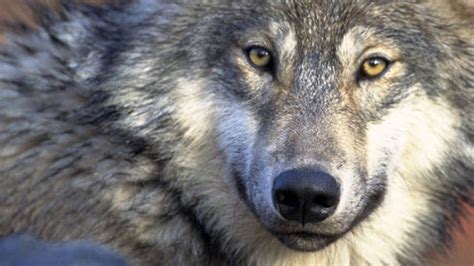 Wolves are the largest members of the canid family. Scheunemanns share history of Wisconsin wolves at July 5 event