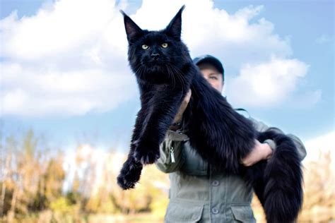 Black Maine Coon Do Solid Black Maine Coon Cats Exist