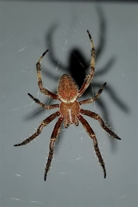 Spiders In Georgia Species And Pictures