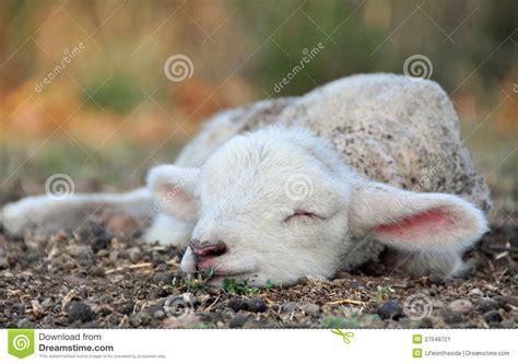 Sheep And Her Lamb Stock Photo 72208494