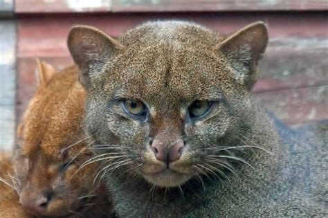 The Jaguarundi Or Eyra Cat Is A Small Wild Cat Native To Central And