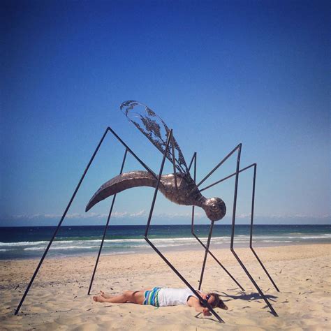 Giant Mosquito Queensland Jodie Griggs Flickr