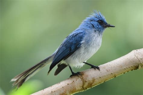 African Bird Club