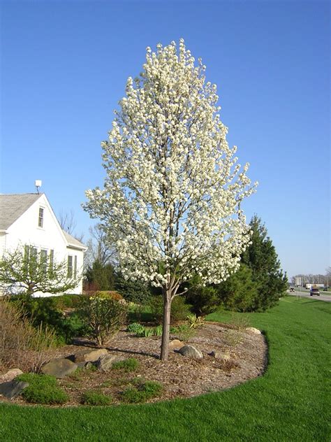 Pear Cleveland Select Trees Live Goods Flowering Pear Tree