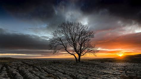 2048x1152 Lonely Tree In Drought Field Sunset 2048x1152 Resolution Hd