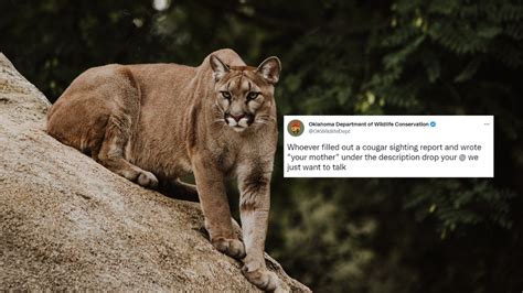 False Yet Hilarious Cougar Sighting Report Leads To Viral Tweet